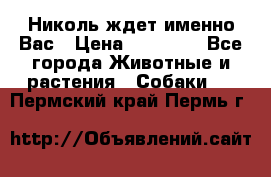 Николь ждет именно Вас › Цена ­ 25 000 - Все города Животные и растения » Собаки   . Пермский край,Пермь г.